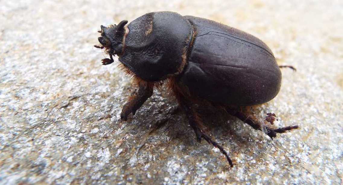 Da La Gomera (Canarie): Oryctes nasicornis? Oryctes prolixus, maschio 