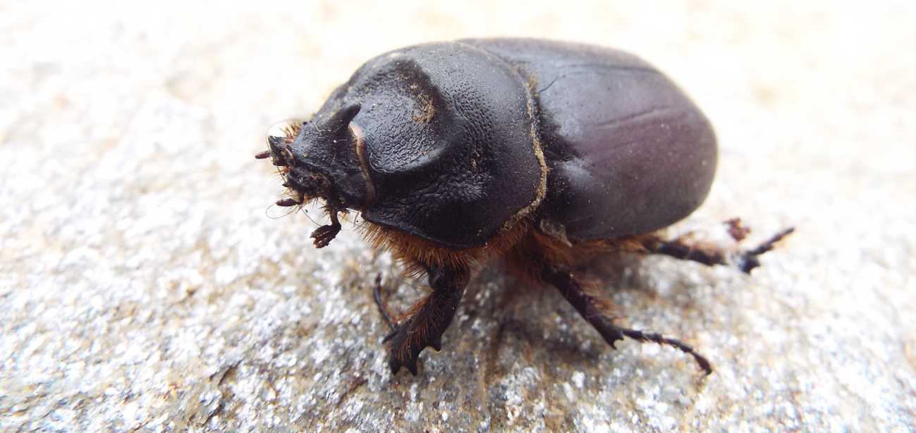 Da La Gomera (Canarie): Oryctes nasicornis? Oryctes prolixus, maschio 