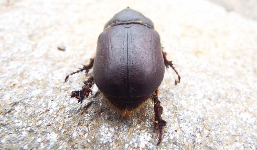 Da La Gomera (Canarie): Oryctes nasicornis? Oryctes prolixus, maschio 