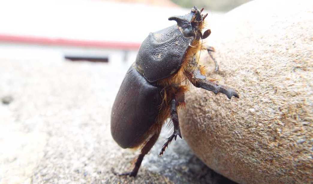 Da La Gomera (Canarie): Oryctes nasicornis? Oryctes prolixus, maschio 