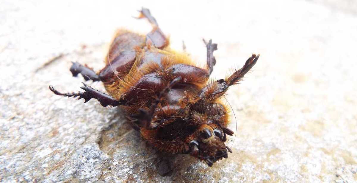 Da La Gomera (Canarie): Oryctes nasicornis? Oryctes prolixus, maschio 