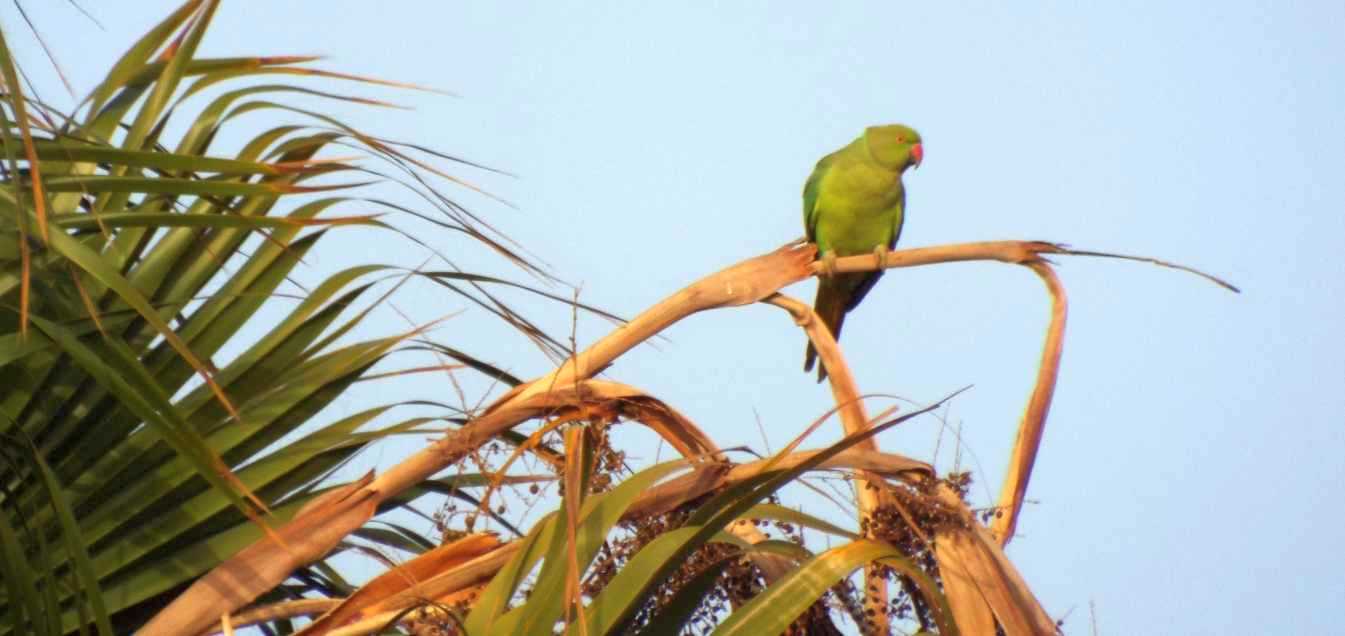 Da Tenerife (Canarie):  Parrocchetto dal collare (Psittacula krameri)