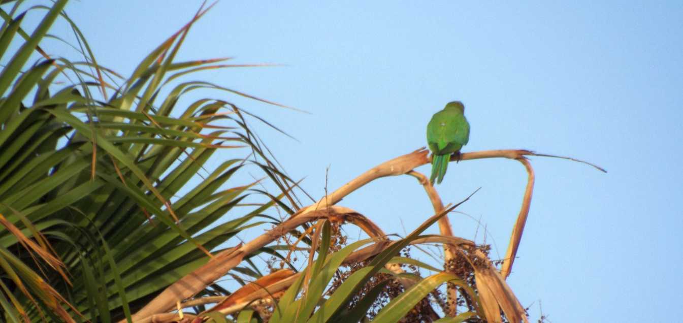 Da Tenerife (Canarie):  Parrocchetto dal collare (Psittacula krameri)