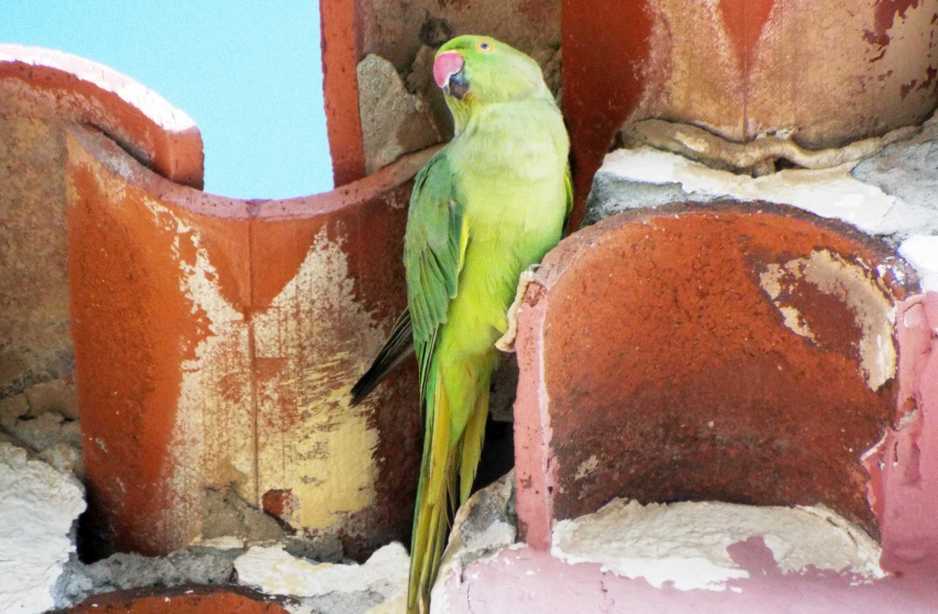 Da Tenerife (Canarie):  Parrocchetto dal collare (Psittacula krameri)