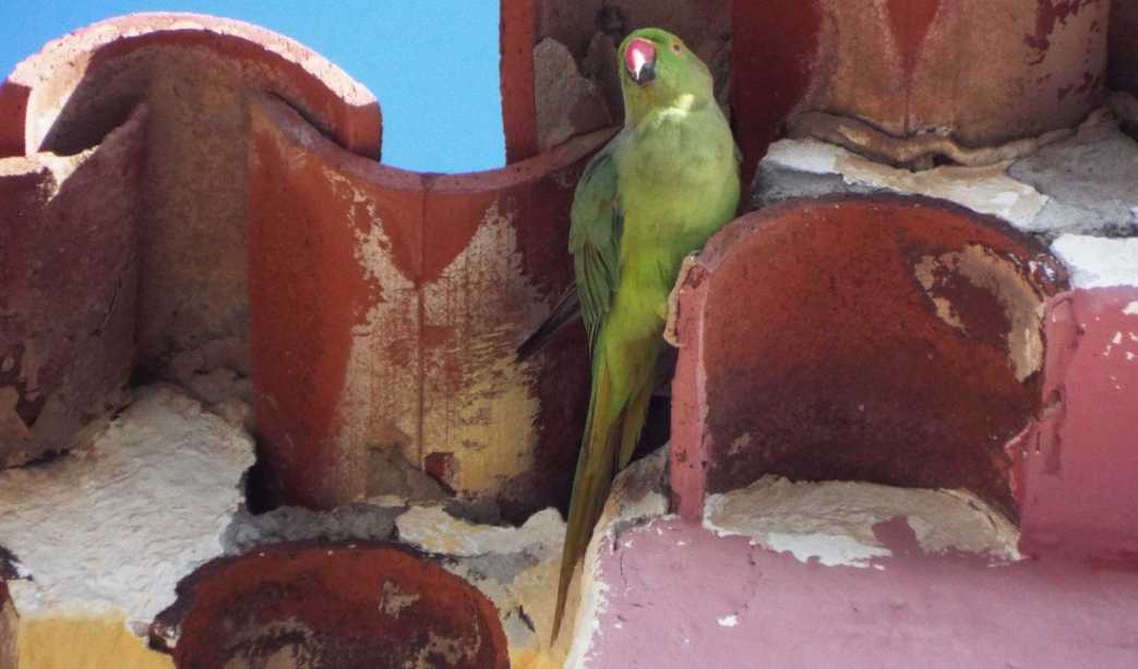 Da Tenerife (Canarie):  Parrocchetto dal collare (Psittacula krameri)