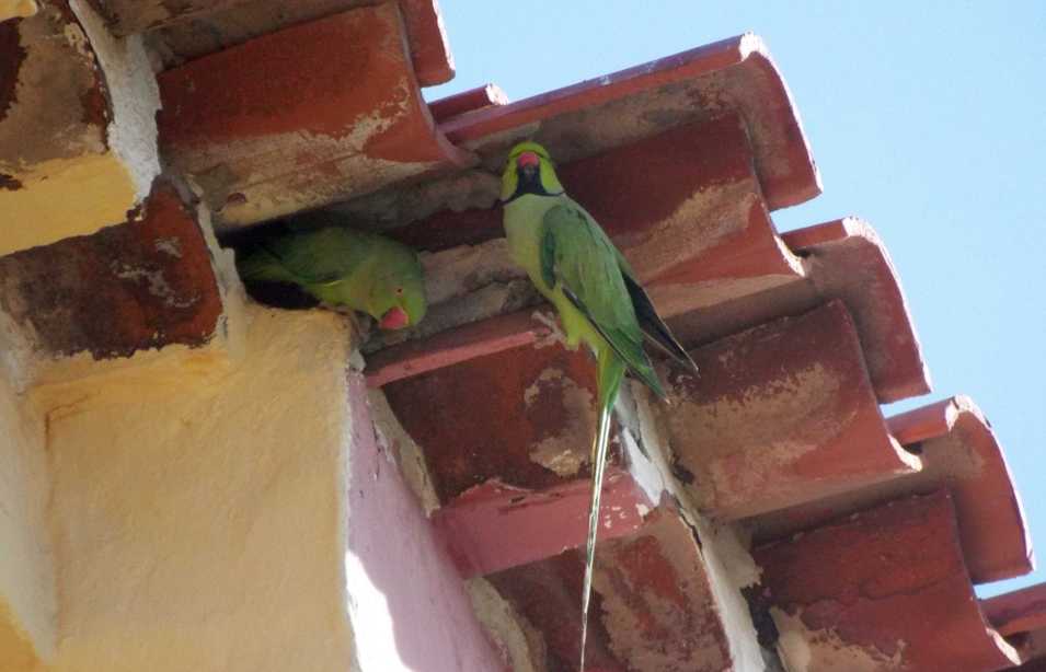 Da Tenerife (Canarie):  Parrocchetto dal collare (Psittacula krameri)