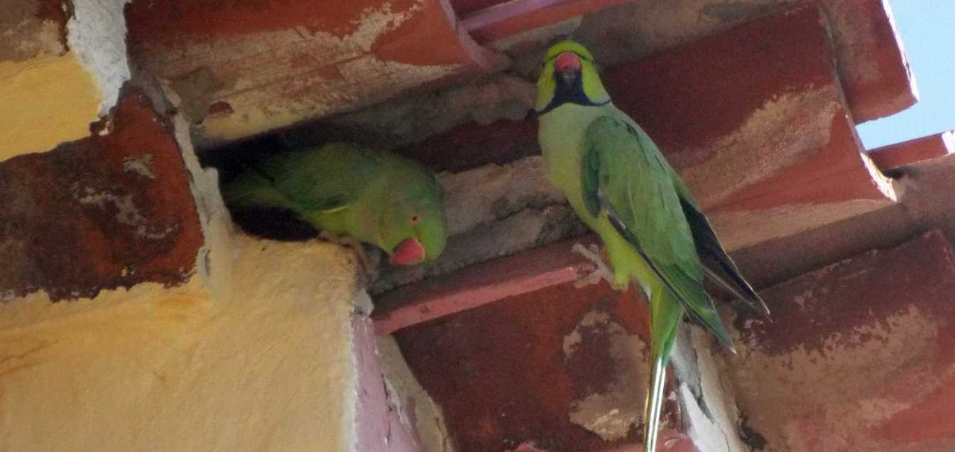 Da Tenerife (Canarie):  Parrocchetto dal collare (Psittacula krameri)