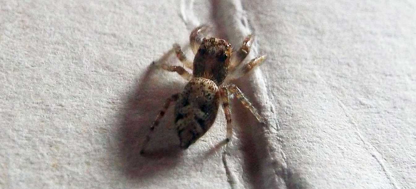 Macaroeris sp., maschio - Hermigua (La Gomera - Canarie)