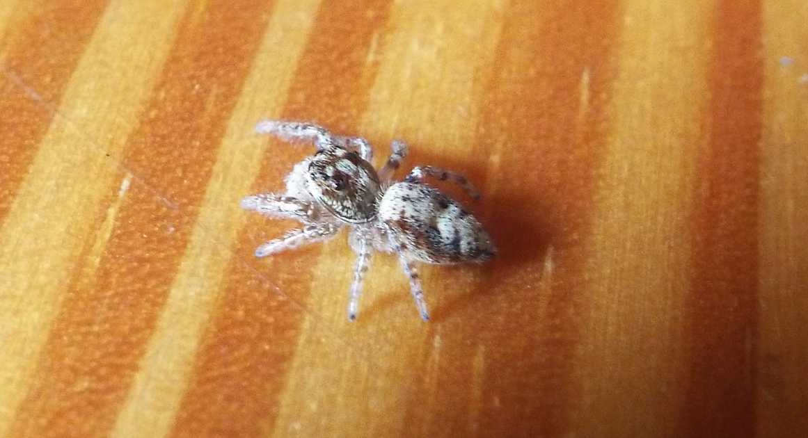 Macaroeris sp., maschio - Hermigua (La Gomera - Canarie)