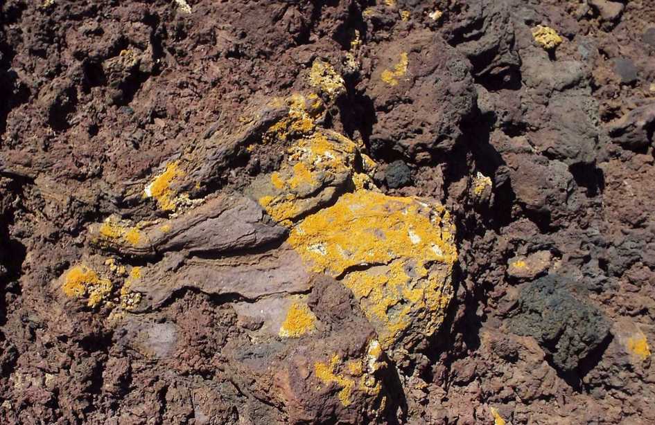 Da Tenerife (Canarie):  cfr. Caloplaca sp. (?)