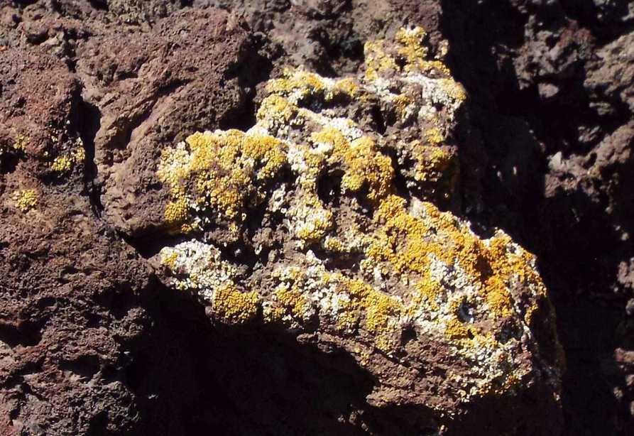 Da Tenerife (Canarie):  cfr. Caloplaca sp. (?)