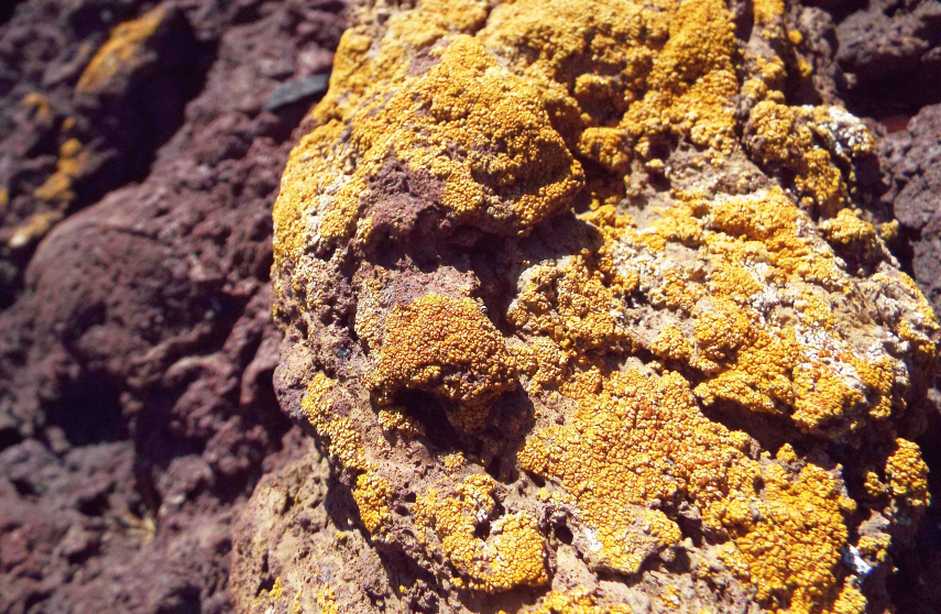 Da Tenerife (Canarie):  cfr. Caloplaca sp. (?)