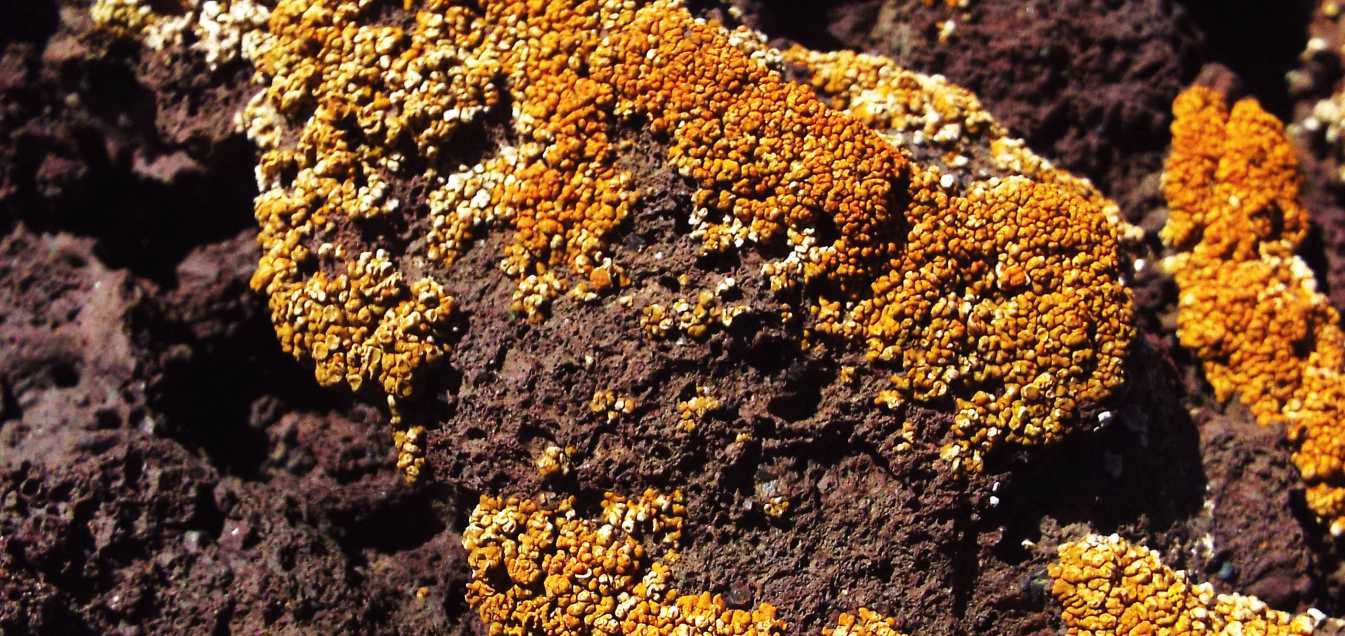 Da Tenerife (Canarie):  cfr. Caloplaca sp. (?)