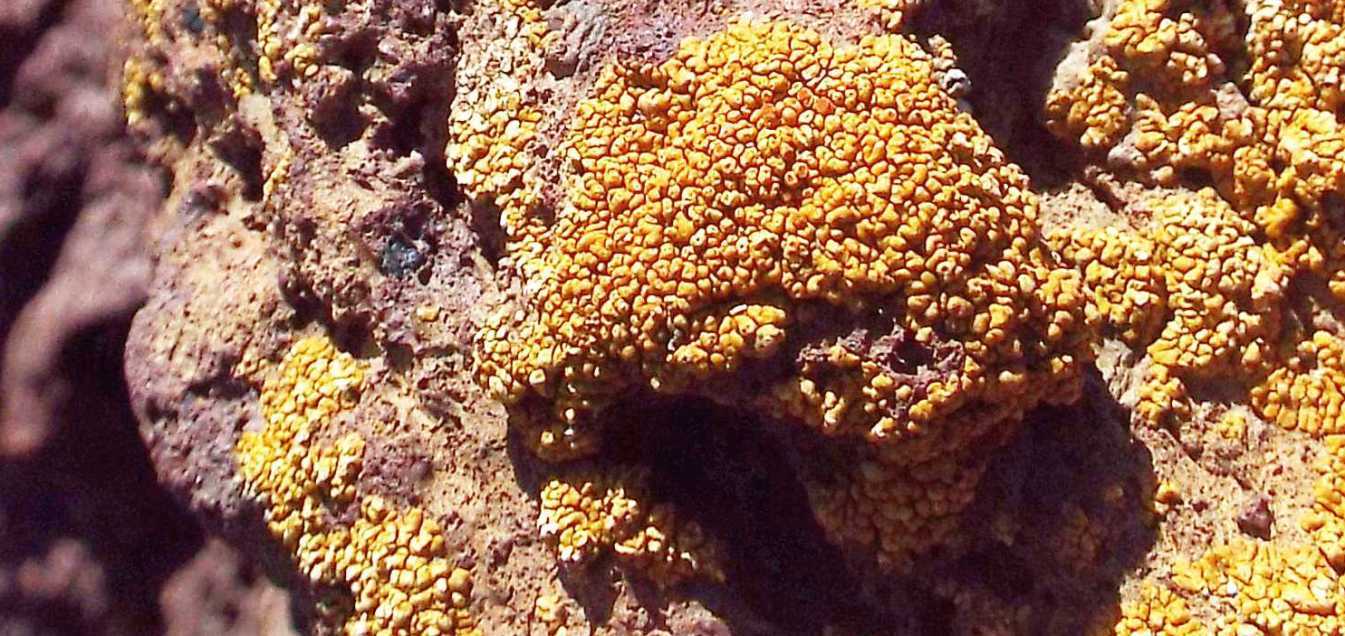 Da Tenerife (Canarie):  cfr. Caloplaca sp. (?)