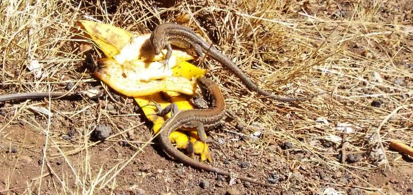 Lucertole a Tenerife (Canarie): Gallotia galloti