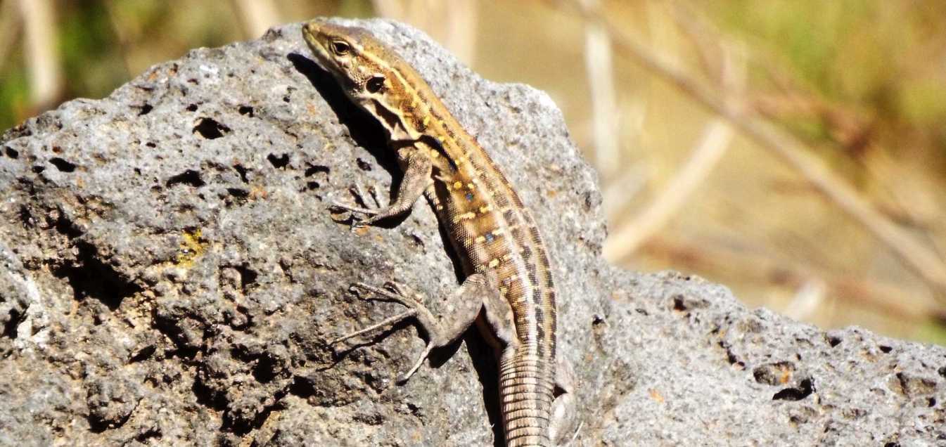 Lucertole a Tenerife (Canarie): Gallotia galloti