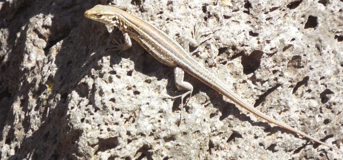 Lucertole a Tenerife (Canarie): Gallotia galloti