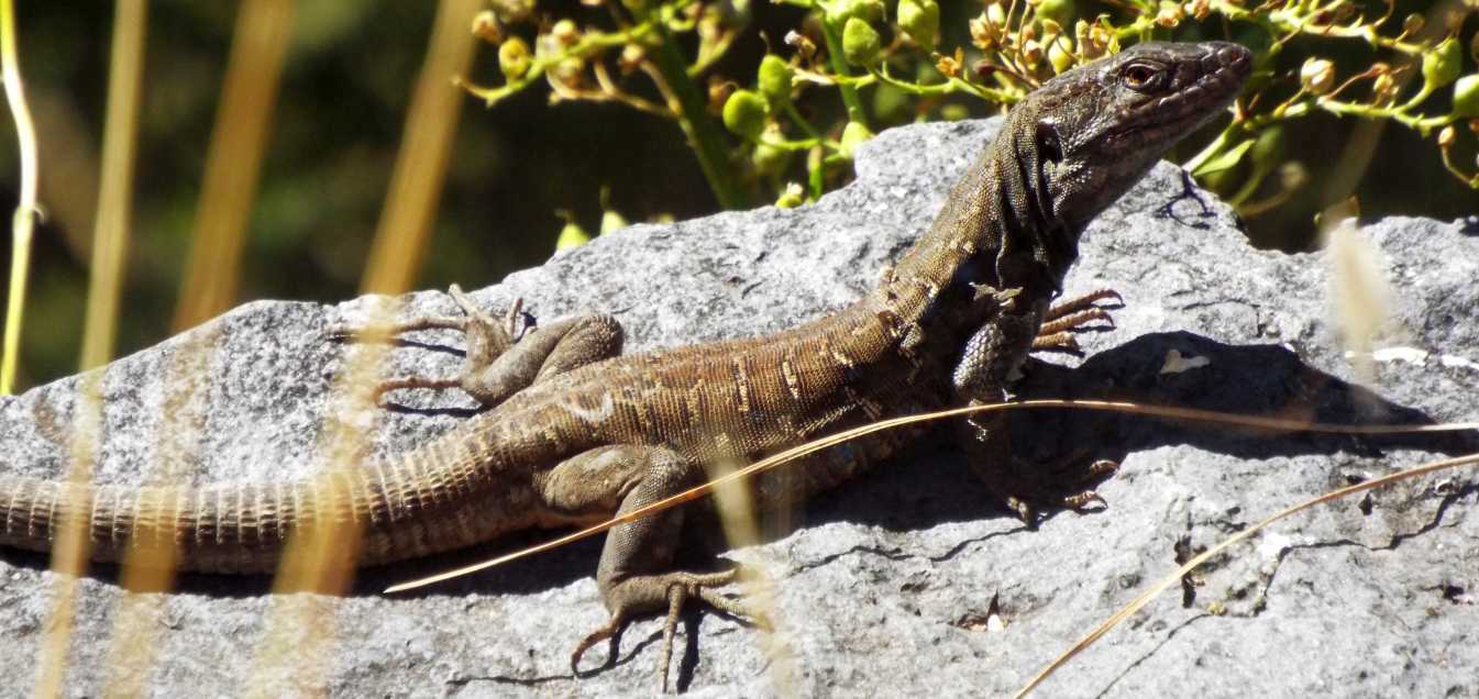 Lucertole a Tenerife (Canarie): Gallotia galloti