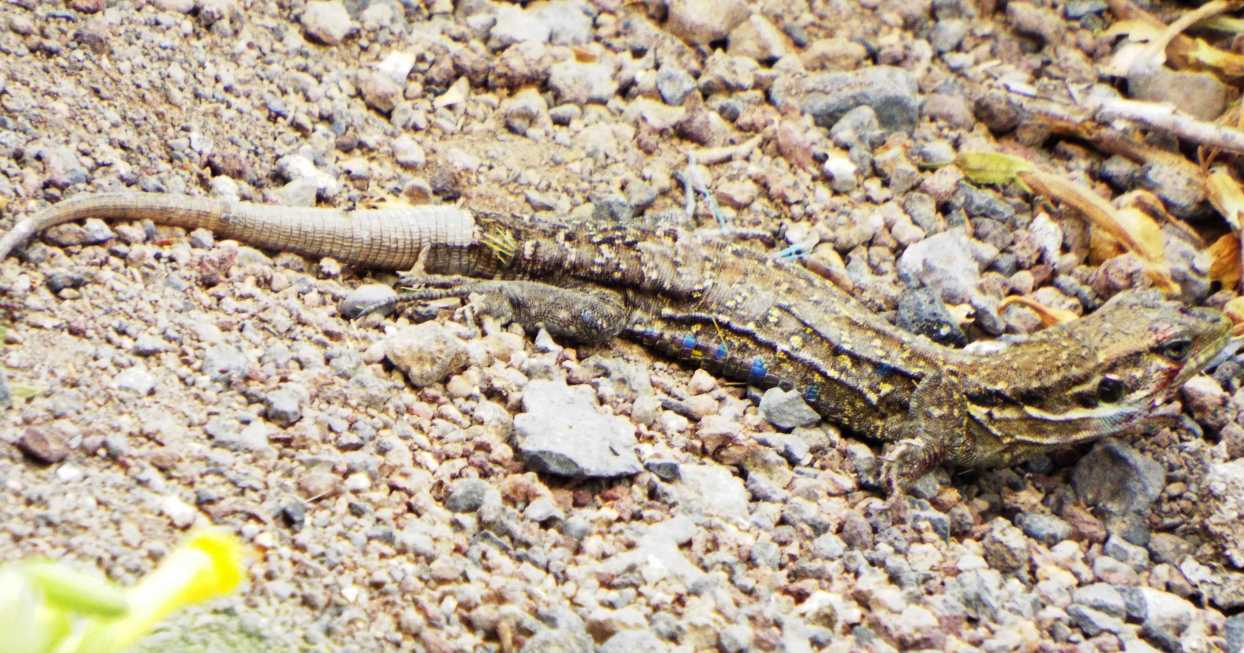 Lucertole a Tenerife (Canarie): Gallotia galloti