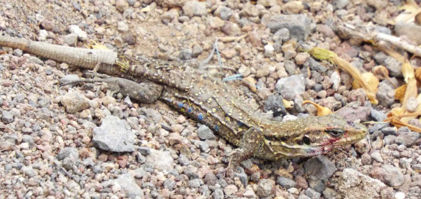 Lucertole a Tenerife (Canarie): Gallotia galloti