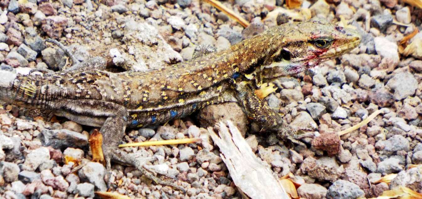 Lucertole a Tenerife (Canarie): Gallotia galloti