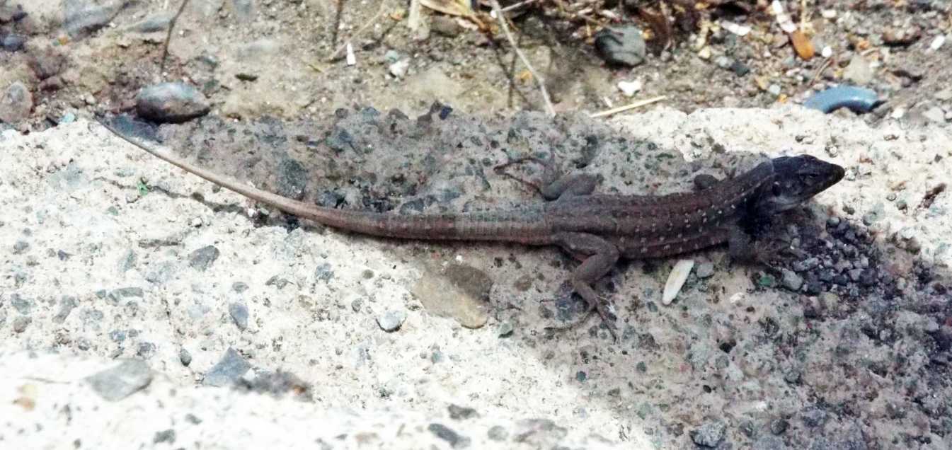 Lucertole a Tenerife (Canarie): Gallotia galloti