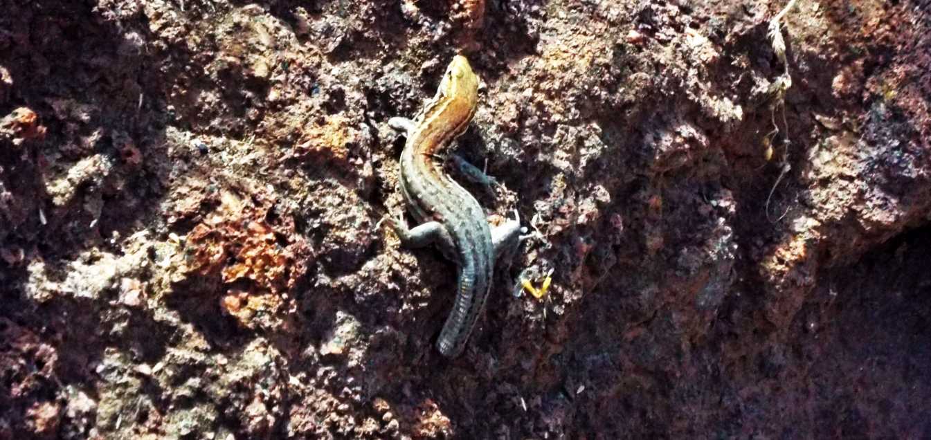 Lucertole a Tenerife (Canarie): Gallotia galloti