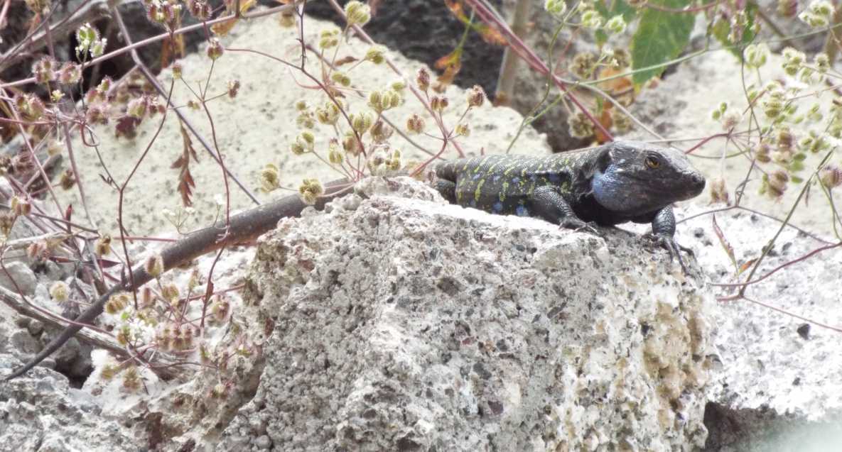 Lucertole a Tenerife (Canarie): Gallotia galloti