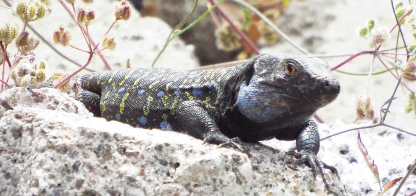 Lucertole a Tenerife (Canarie): Gallotia galloti