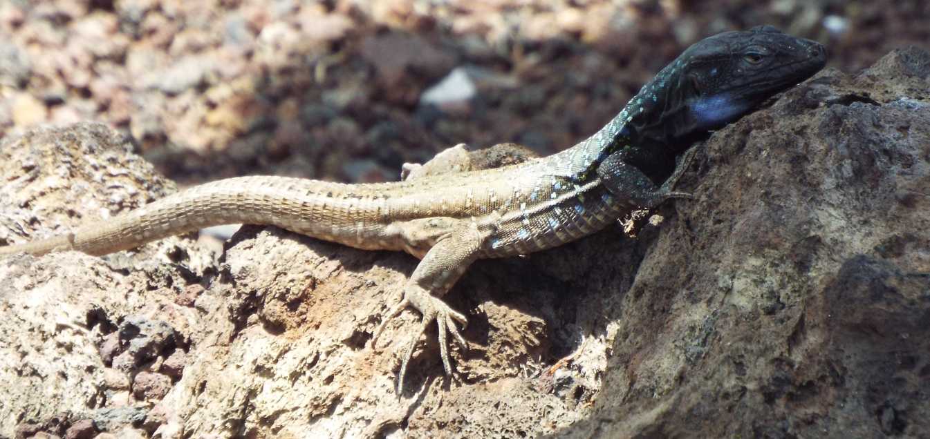 Lucertole a Tenerife (Canarie): Gallotia galloti