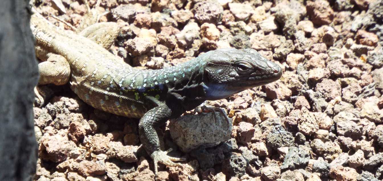 Lucertole a Tenerife (Canarie): Gallotia galloti