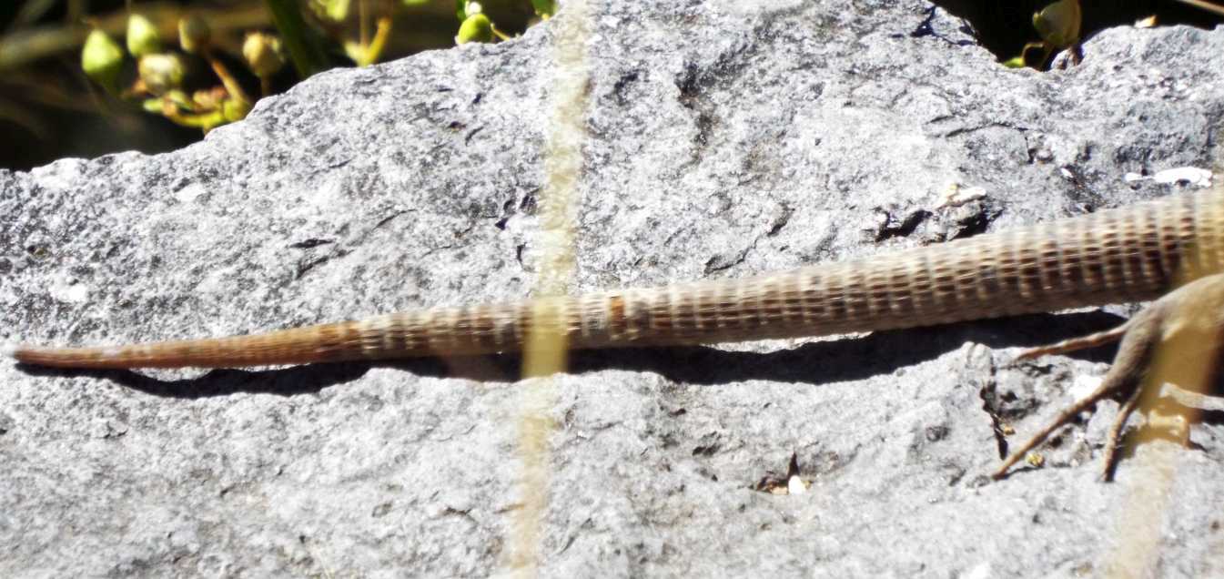 Lucertole a Tenerife (Canarie): Gallotia galloti