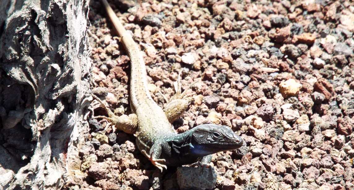 Lucertole a Tenerife (Canarie): Gallotia galloti