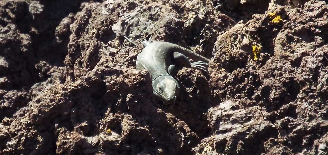 Lucertole a Tenerife (Canarie): Gallotia galloti