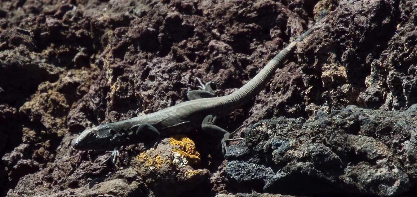 Lucertole a Tenerife (Canarie): Gallotia galloti