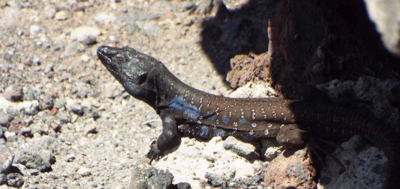 Lucertole a Tenerife (Canarie): Gallotia galloti