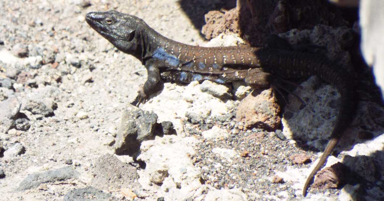 Lucertole a Tenerife (Canarie): Gallotia galloti