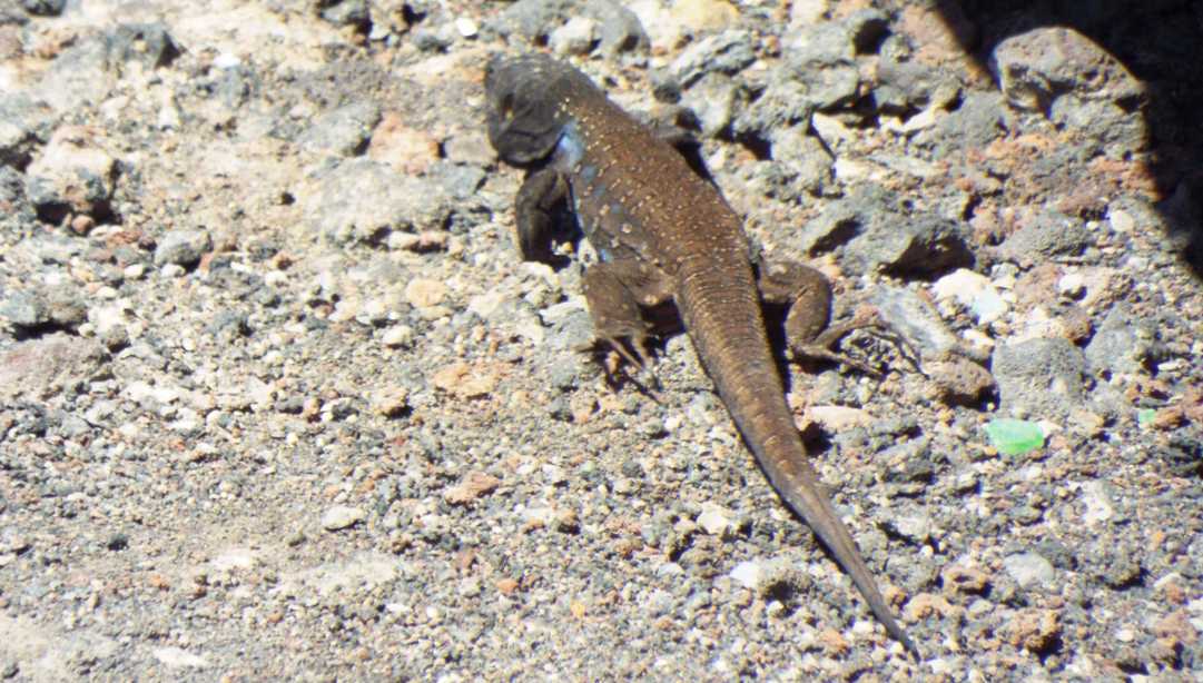 Lucertole a Tenerife (Canarie): Gallotia galloti