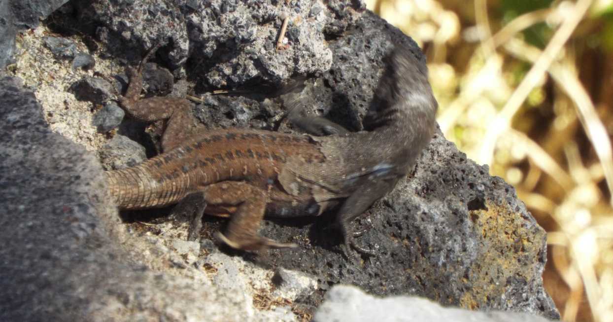 Lucertole a Tenerife (Canarie): Gallotia galloti