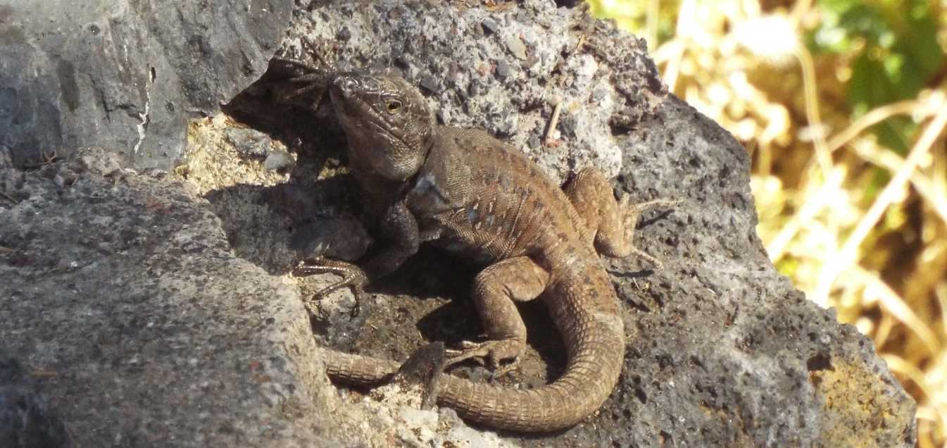 Lucertole a Tenerife (Canarie): Gallotia galloti