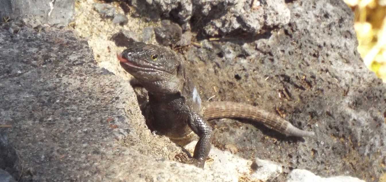 Lucertole a Tenerife (Canarie): Gallotia galloti