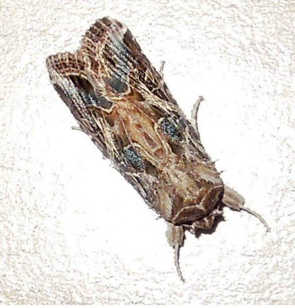 Spodoptera littoralis  (Noctuidae)