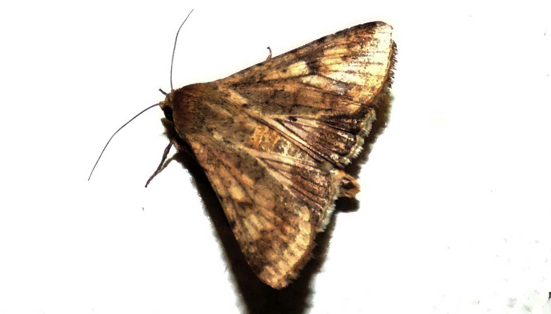 Noctuidae:  Helicoverpa armigera