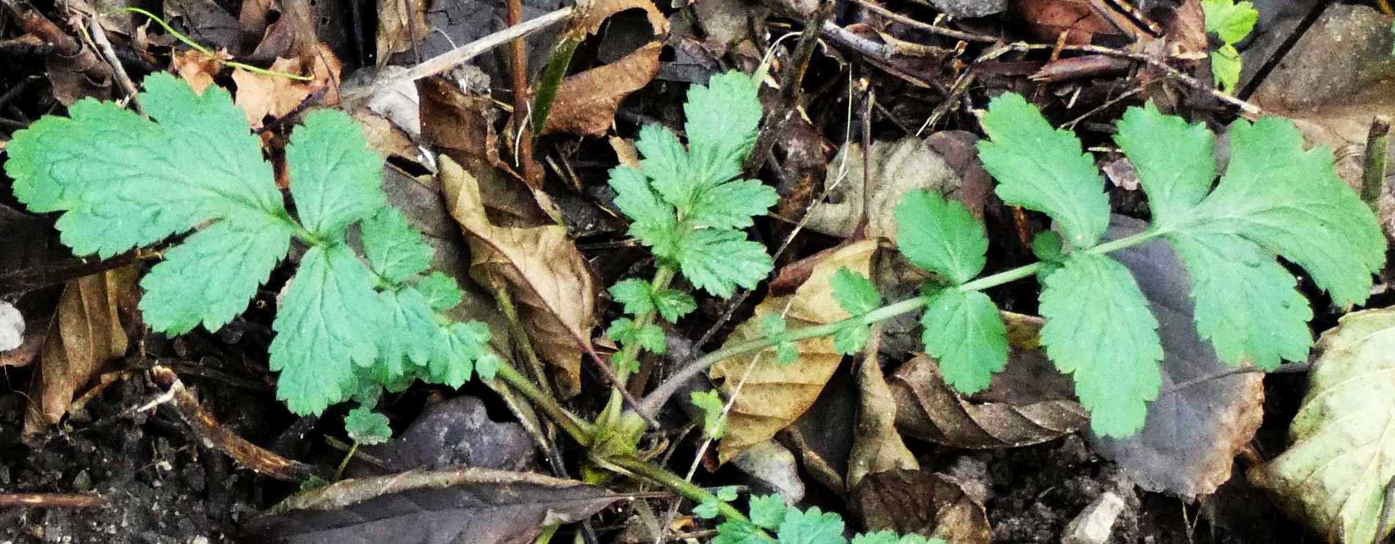 Geum urbanum (Rosaceae)