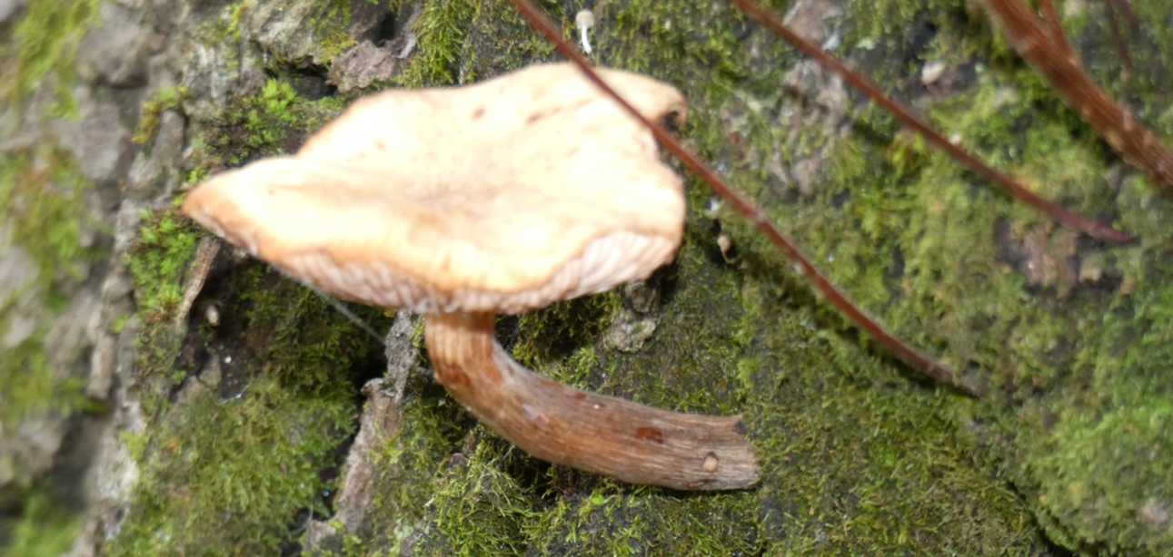 Sul tronco di un olmo:  Armillaria sp.