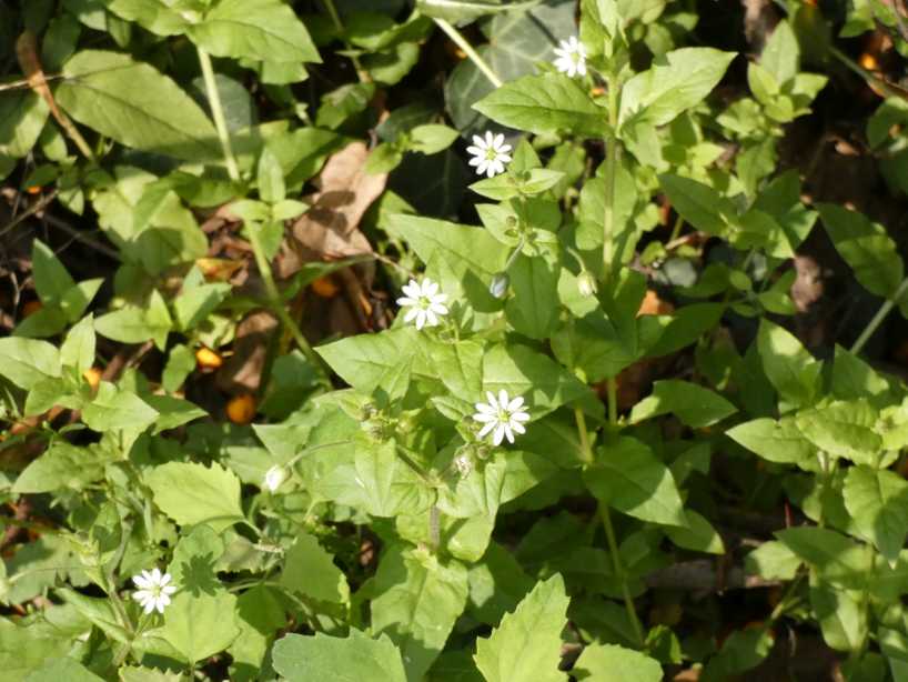 Stellaria holostea ( Caryophyllaceae) ?  No, Stellaria aquatica