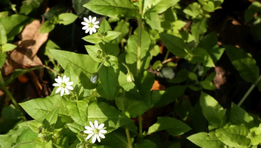 Stellaria holostea ( Caryophyllaceae) ?  No, Stellaria aquatica