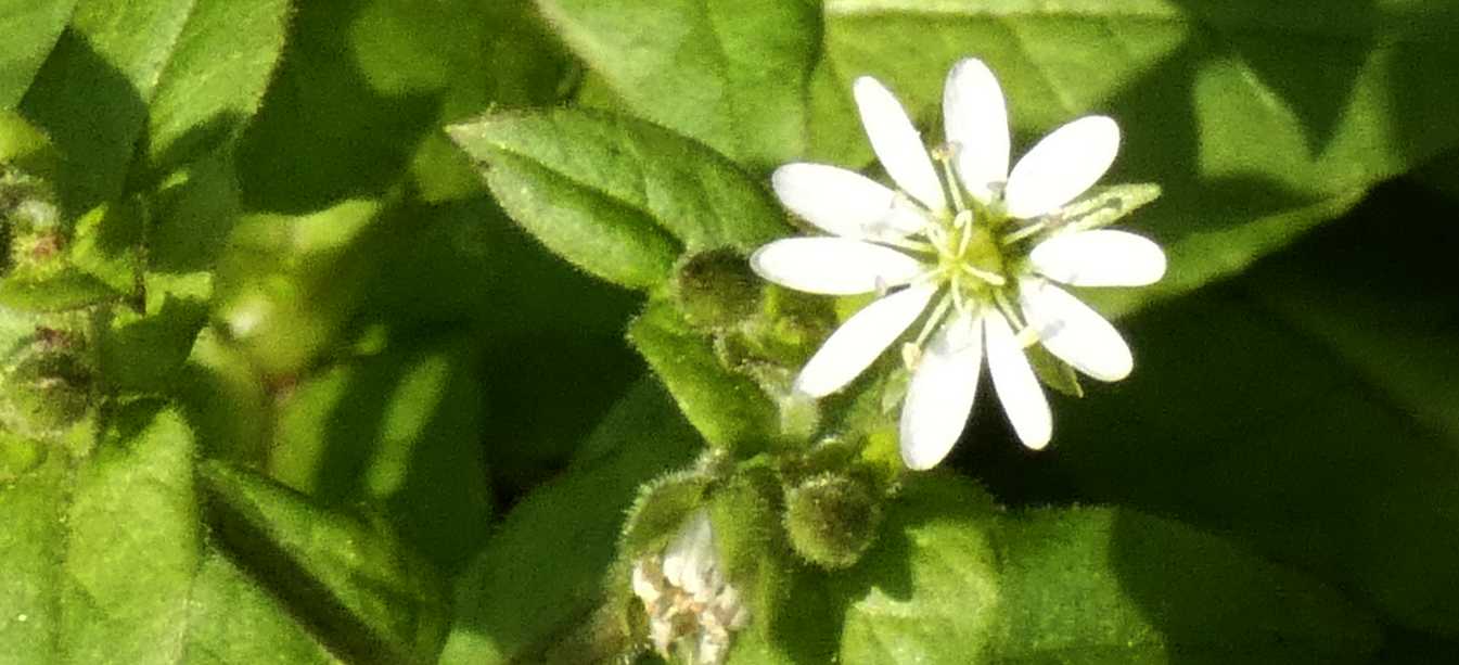 Stellaria holostea ( Caryophyllaceae) ?  No, Stellaria aquatica