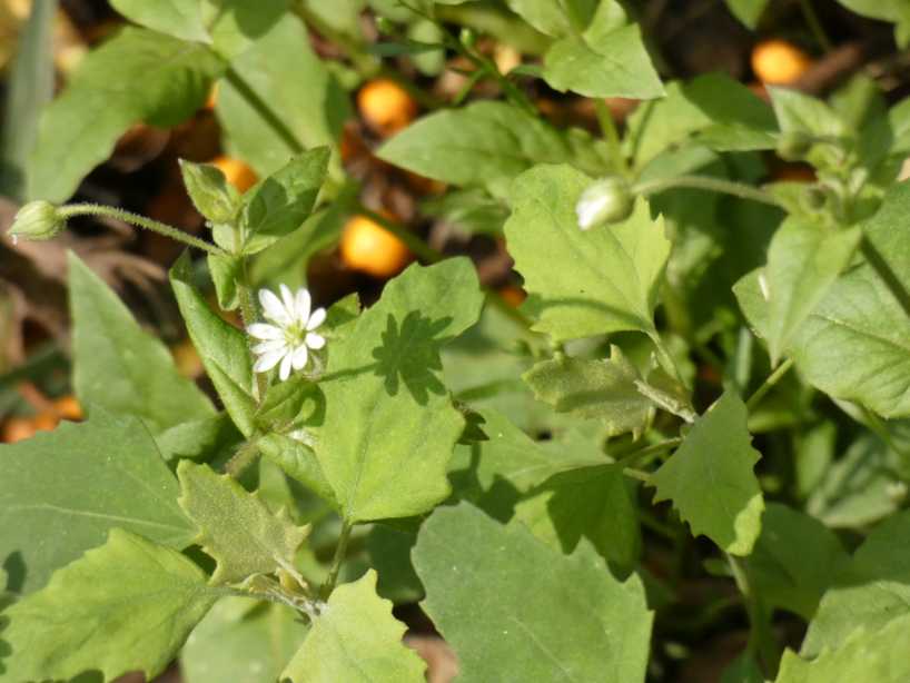 Stellaria holostea ( Caryophyllaceae) ?  No, Stellaria aquatica