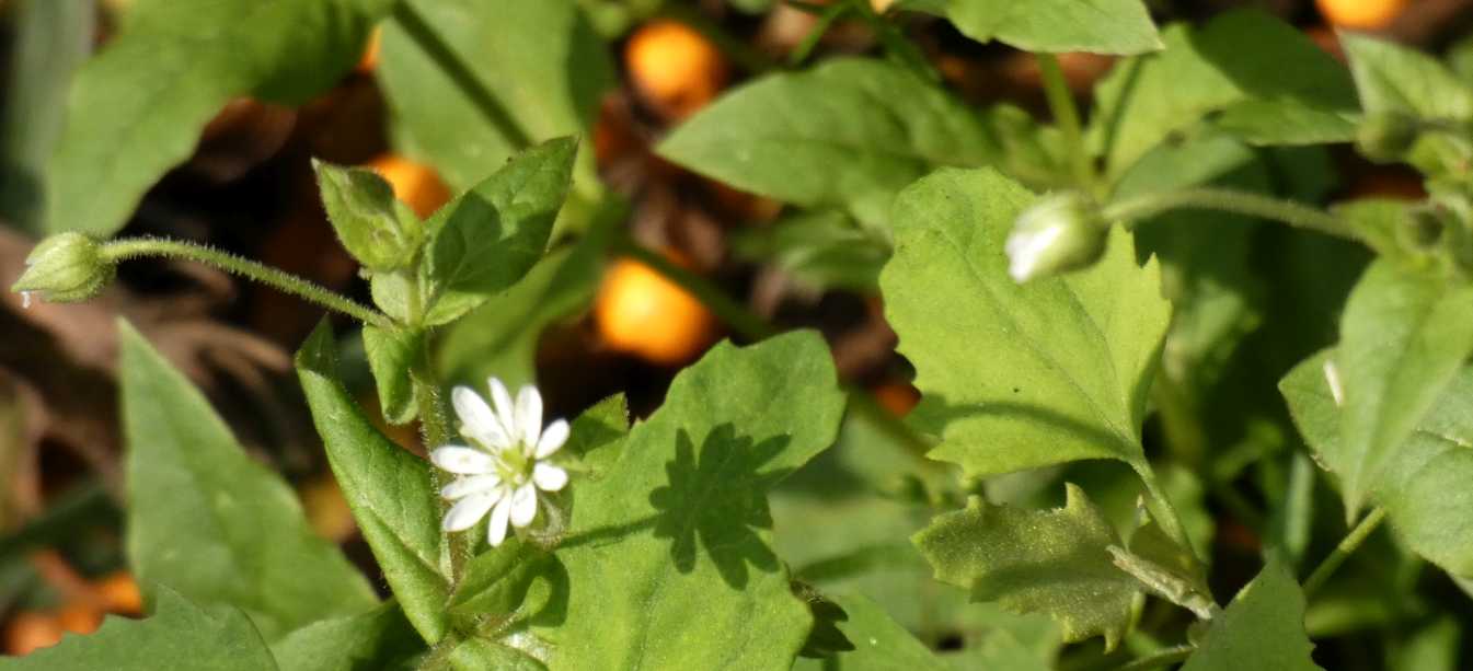 Stellaria holostea ( Caryophyllaceae) ?  No, Stellaria aquatica